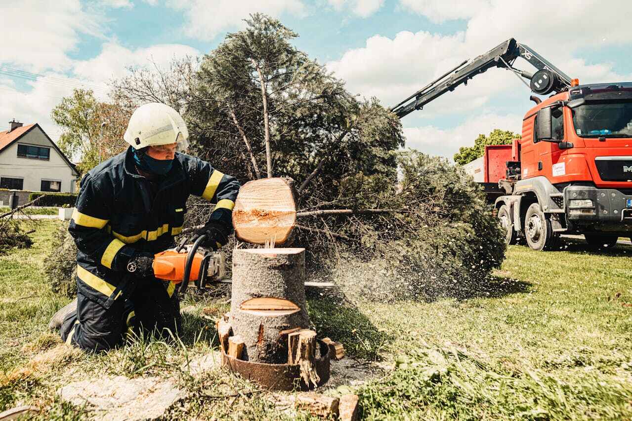 Best Emergency Storm Tree Removal  in Calumet City, IL